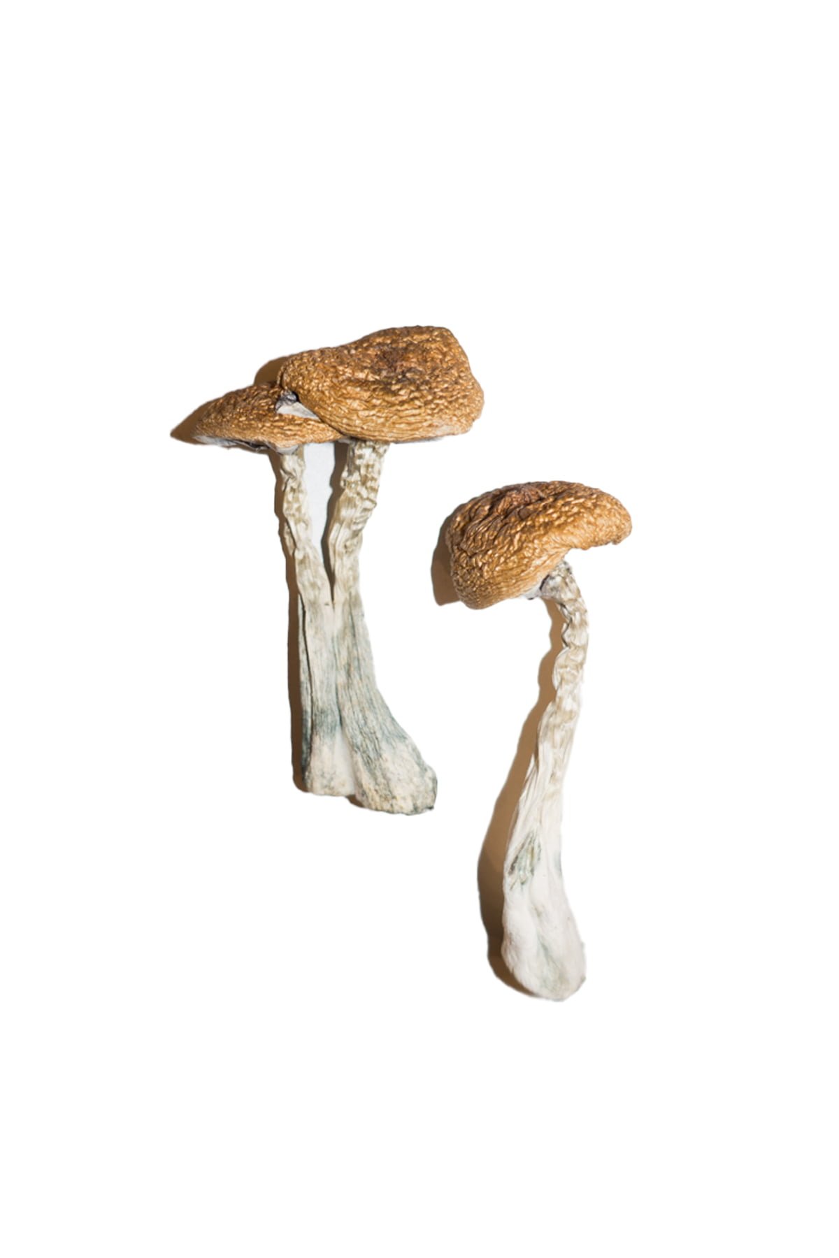 Wavy-Caps-Magic-Mushrooms Wavy Caps Magic Mushrooms