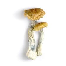 amazonian magic mushrooms