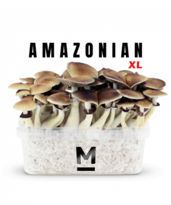 Magic Mushroom Grow Kit PES Amazonian XL by Mondo®