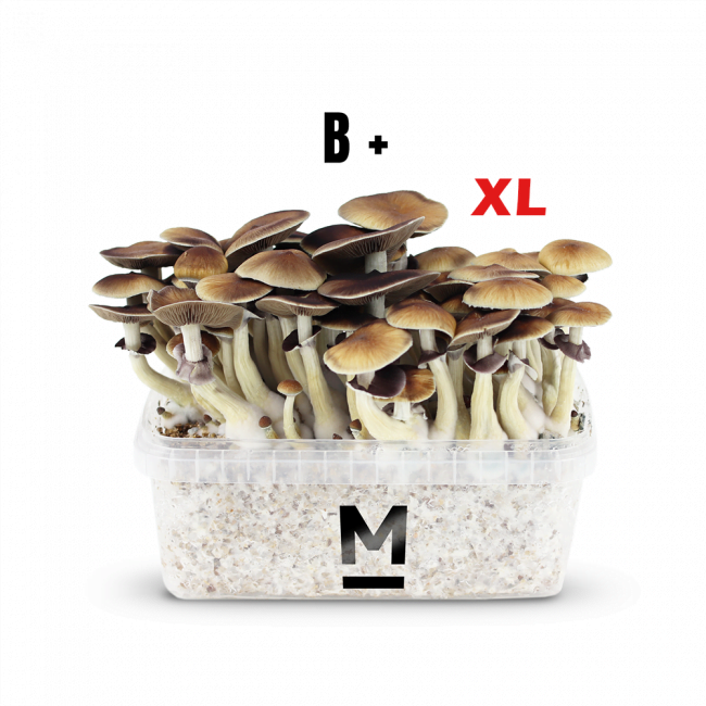 bplus-mondo-magic-mushroom-kit-main-xl Magic Mushroom Grow Kit B+ Xl By Mondo®