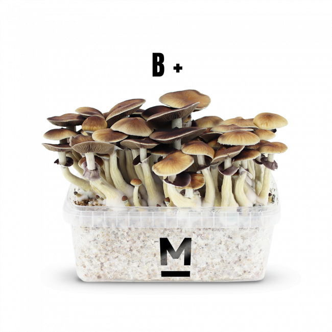 bplus-mondo-magic-mushroom-kit-main Magic Mushroom Grow Kit B+ By Mondo®