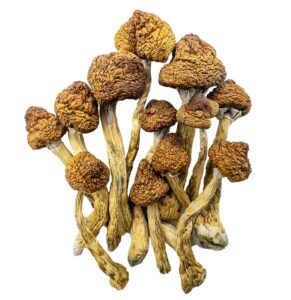 Brazilian Magic Mushrooms - Fungi Psilocybin Mushroom Brazilian Magic Mushrooms