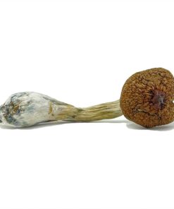 Ecuadorian Magic Mushrooms