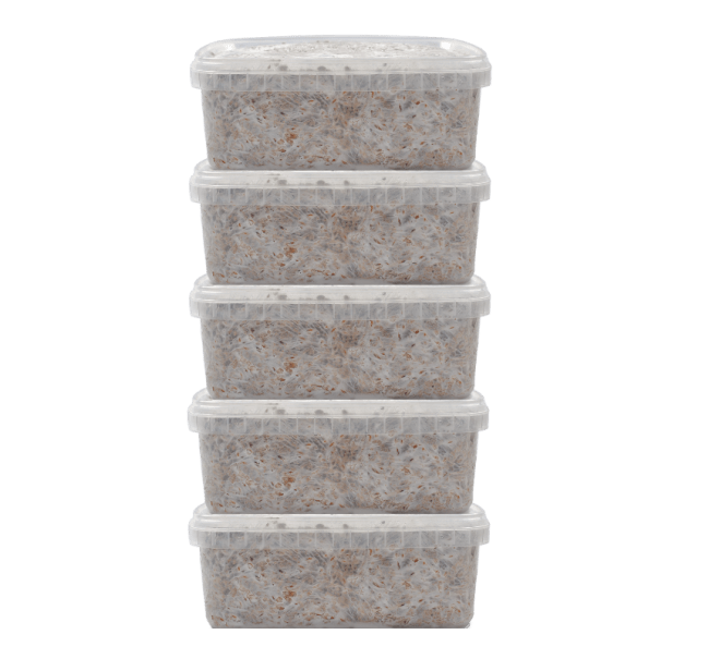fm_5pack 5 Magic Mushroom Grow Kit Discount Pack - Mycomate®
