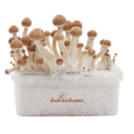 freshmushrooms_amazoniaxp_2