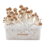 freshmushrooms_b_xp_3