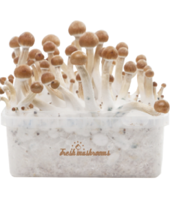 freshmushrooms_b_xp_3