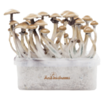 Magic mushroom grow kit Golden Teacher XP by FreshMushrooms®
