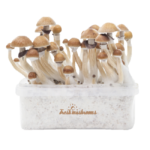 freshmushrooms_mckennaiixp_1
