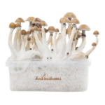 freshmushrooms_mexicanxp_2
