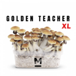 Magic Mushroom Grow Kit Golden Teacher XL by Mondo®