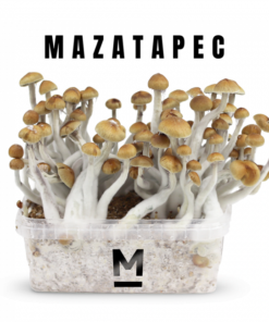 Magic Mushroom Grow Kit Mazatapec by Mondo®