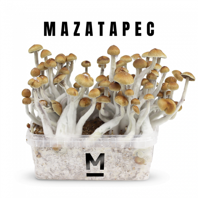 mazatapec-mondo-magic-mushroom-kit-main Magic Mushroom Grow Kit Mazatapec By Mondo®