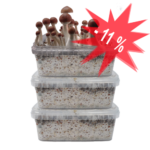 Three Magic Mushroom Grow kits Special Offer