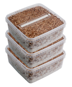 Three Extra Large Magic Mushroom Grow Kits Package Deal