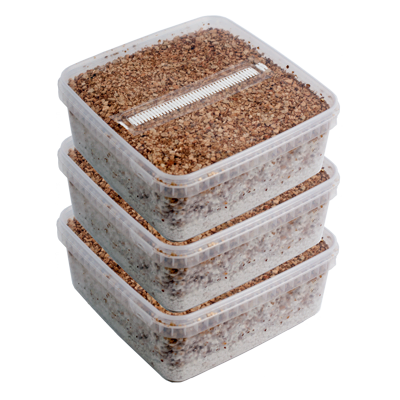 xl_combi_pack_3box Three Extra Large Magic Mushroom Grow Kits Package Deal