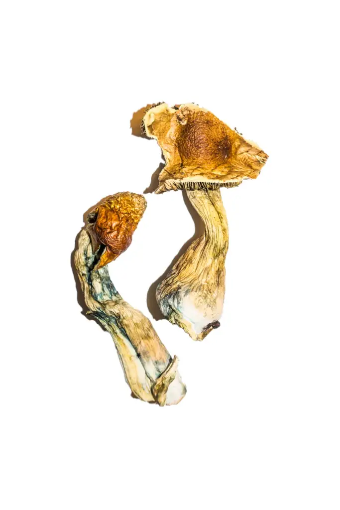 Fungi Psilocybin Mushroom