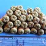 Buy Peyote