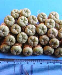Buy Peyote