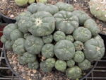 Where to Buy Peyote Cactus USA