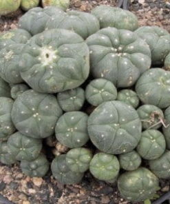 Where to Buy Peyote Cactus USA