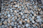 Buy Peyote