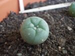 peyote seeds