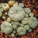 Where to Buy Peyote Cactus USA