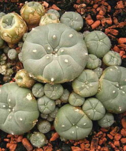 Where to Buy Peyote Cactus USA