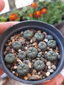 Lophophora Williamsii Seeds (Peyote Seeds) - Fungi Psilocybin Mushroom Peyote Seeds