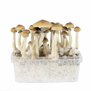 Magic Mushroom Grow Kits 5 package deal by FreshMushrooms® - Fungi Psilocybin Mushroom Magic Mushroom Grow Kits