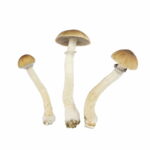 EZ-Grow Kit Thai