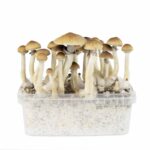 EZ-Grow Kit Thai - Image 3