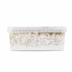 Sterile Magic Mushroom