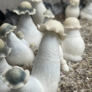 Albino Penis Envy Mushrooms Explained 0 - Fungi Psilocybin Mushroom Albino Penis Envy Mushrooms