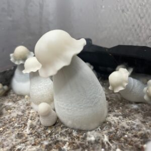 Albino Penis Envy Mushrooms Explained 0 - Fungi Psilocybin Mushroom Albino Penis Envy Mushrooms
