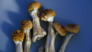 How Golden Teacher Mushrooms Can Help with Depression 2 - Fungi Psilocybin Mushroom How Golden Teacher Mushrooms Can Help With Depression