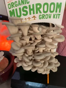 Back To The Roots Organic Mushroom Grow Kit