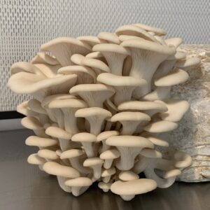 5 Most Profitable Mushrooms to Farm - Fungi Psilocybin Mushroom Grow Kits Mushroom