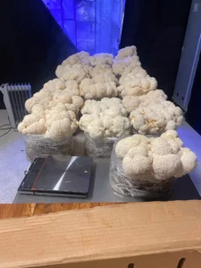 North Spore Lion’s Mane Mushroom Kit