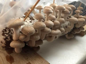 Root Mushroom Farm Shiitake Growing Kit