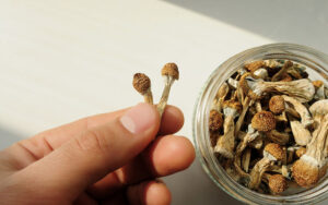 How Golden Teacher Mushrooms Can Help with Depression 2 - Fungi Psilocybin Mushroom How Golden Teacher Mushrooms Can Help With Depression