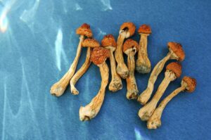 Benefits of Golden Teacher Mushrooms for Mental Health - Fungi Psilocybin Mushroom Golden Teacher Mushroom