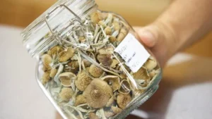 Benefits of Golden Teacher Mushrooms for Mental Health - Fungi Psilocybin Mushroom Golden Teacher Mushroom