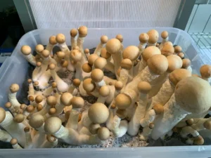 How to Grow Albino Penis Envy Mushrooms at Home 5 - Fungi Psilocybin Mushroom Albino Penis Envy