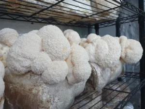 5 Most Profitable Mushrooms to Farm - Fungi Psilocybin Mushroom Profitable Mushroom