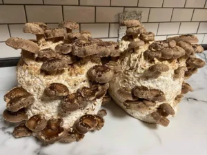 Shiitake Mushrooms (Lentinula Edodes)