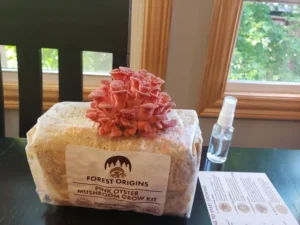 Forest Origins Pink Oyster Mushroom Kit