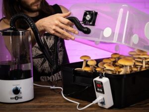 5 Most Profitable Mushrooms to Farm - Fungi Psilocybin Mushroom Profitable Mushroom