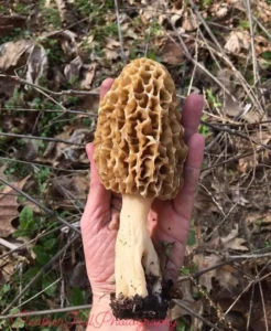 Morel Mushrooms (Morchella Spp.)